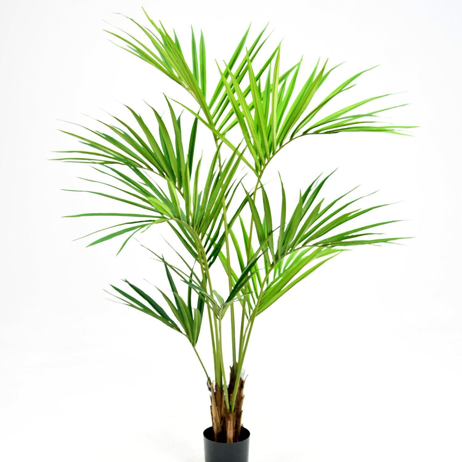 Plante Kentia 150 cm