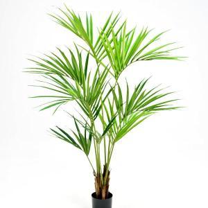 Plante Kentia 150 cm