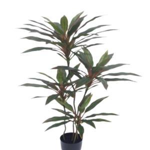 Dracaena Plant 120 cm