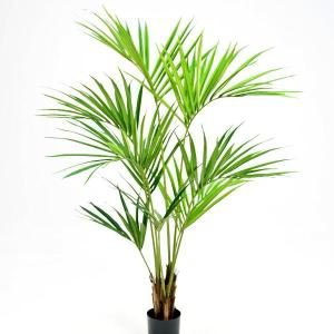 Planta Kentia 150 cm