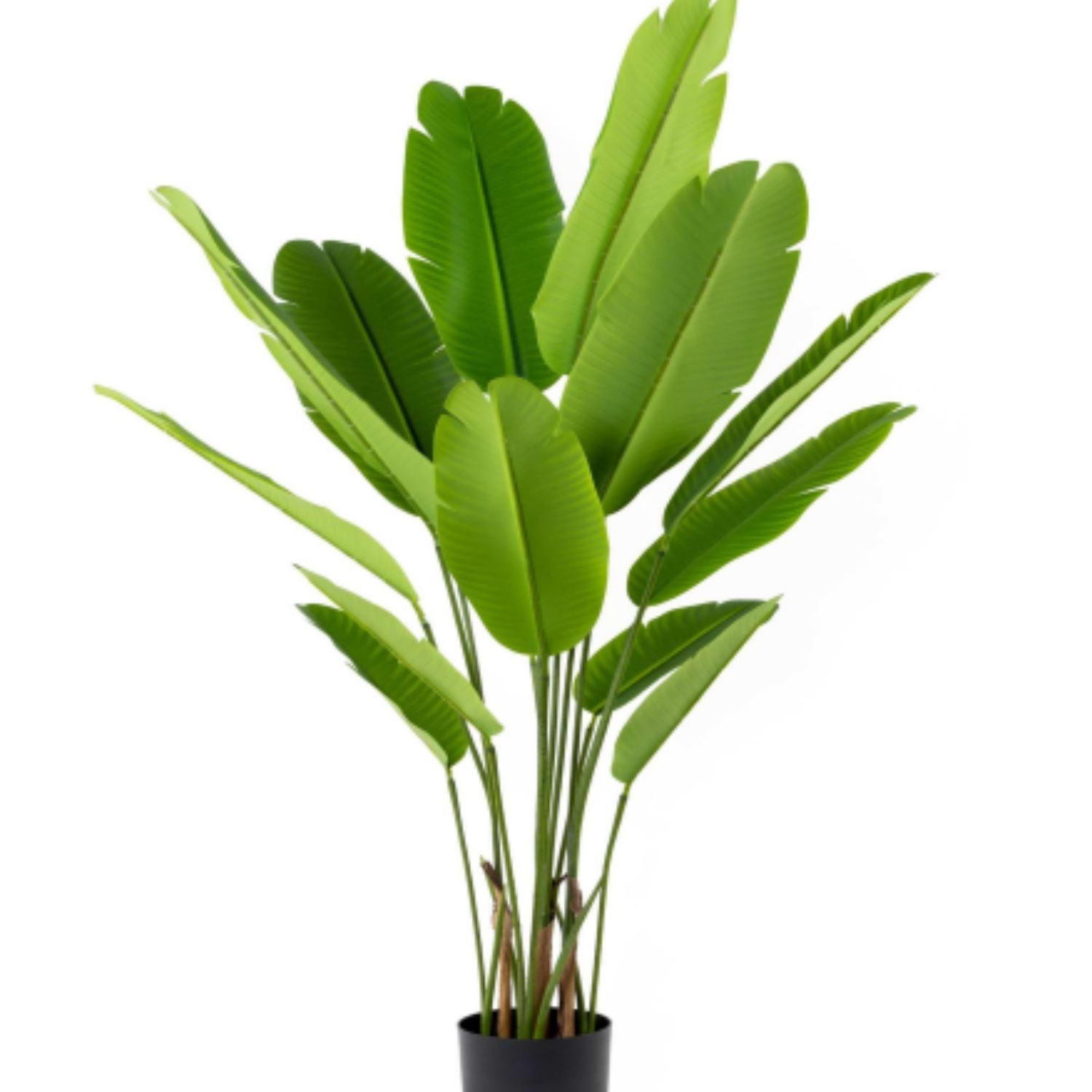 Planta Strelitzia tree 165 cm